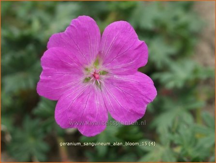Geranium sanguineum &#039;Alan Bloom&#039; | Bloedooievaarsbek, Ooievaarsbek, Tuingeranium