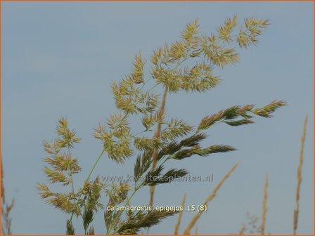 Calamagrostis epigejos | Duinriet, Struisriet