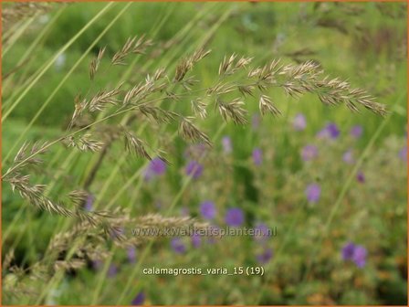 Calamagrostis varia | Struisriet