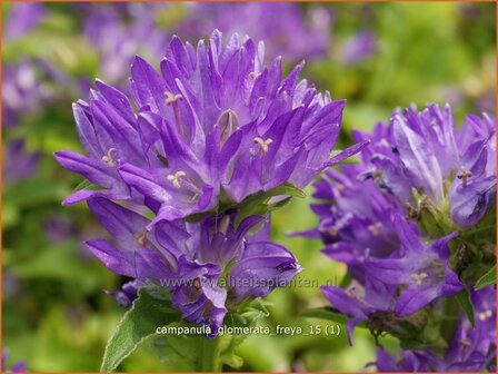 Campanula glomerata &#039;Freya&#039; | Kluwenklokje, Klokjesbloem