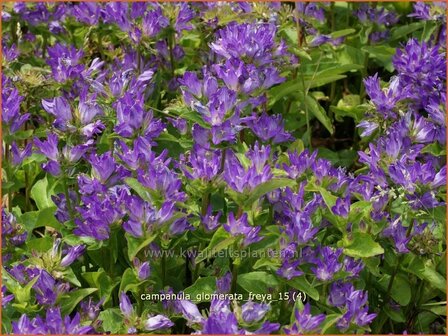 Campanula glomerata &#039;Freya&#039; | Kluwenklokje, Klokjesbloem