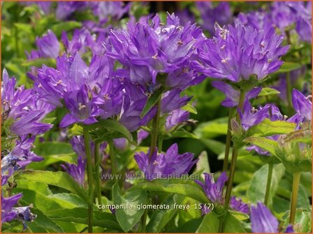 Campanula glomerata &#039;Freya&#039; | Kluwenklokje, Klokjesbloem