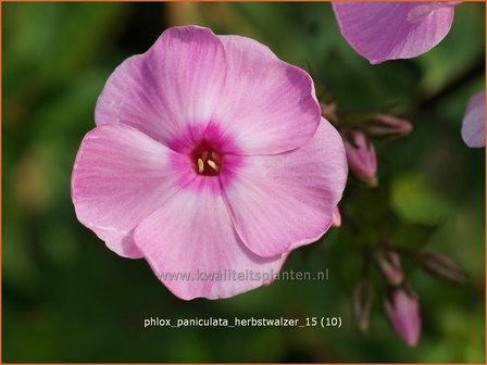 Phlox &#039;Herbstwalzer&#039; | Vlambloem, Flox, Floks