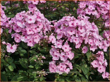 Phlox &#039;Herbstwalzer&#039; | Vlambloem, Flox, Floks