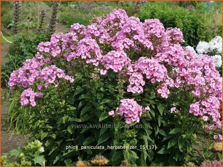 Phlox &#039;Herbstwalzer&#039; | Vlambloem, Flox, Floks