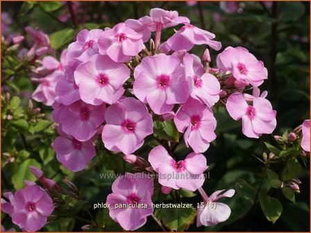 Phlox &#039;Herbstwalzer&#039; | Vlambloem, Flox, Floks