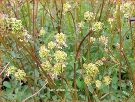 Sanguisorba minor | Kleine pimpernel, Klein sorbenkruid, Pimpernel, Sorbenkruid