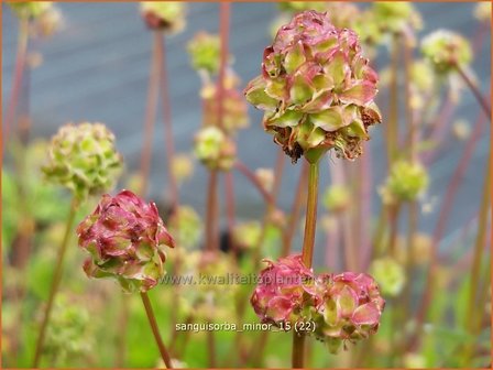 Sanguisorba minor | Kleine pimpernel, Klein sorbenkruid, Pimpernel, Sorbenkruid