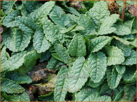 Stachys officinalis &#039;Ukkie&#039; | Betonie, Koortskruid, Andoorn