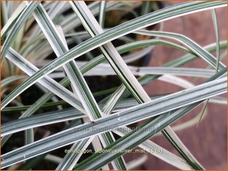Ophiopogon japonicus &#039;Silver Mist&#039; | Japans slangengras, Slangenbaard