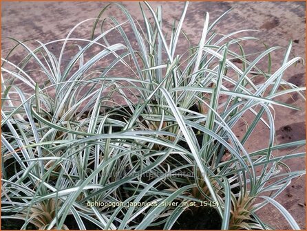 Ophiopogon japonicus &#039;Silver Mist&#039; | Japans slangengras, Slangenbaard