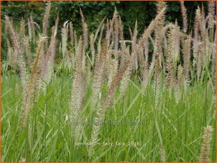 Pennisetum &amp;#39;Fairy Tails&amp;#39; | Lampenpoetsersgras, Borstelveergras | Federborstengras