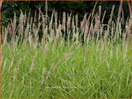 Pennisetum &amp;#39;Fairy Tails&amp;#39; | Lampenpoetsersgras, Borstelveergras | Federborstengras