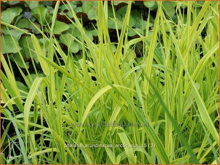 Phalaris arundinacea &#039;Arctic Sun&#039; | Rietgras, Kanariegras