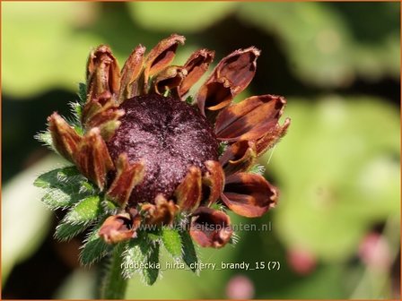 Rudbeckia hirta &#039;Cherry Brandy&#039; | Zonnehoed