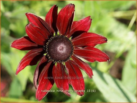 Rudbeckia hirta &#039;Cherry Brandy&#039; | Zonnehoed