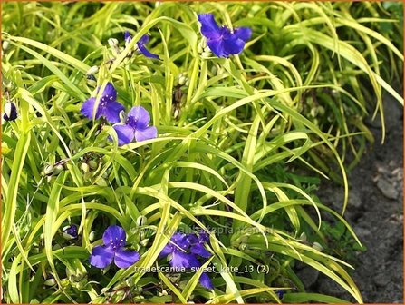 Tradescantia 'Sweet Kate' | Eendagsbloem, Vaderplant