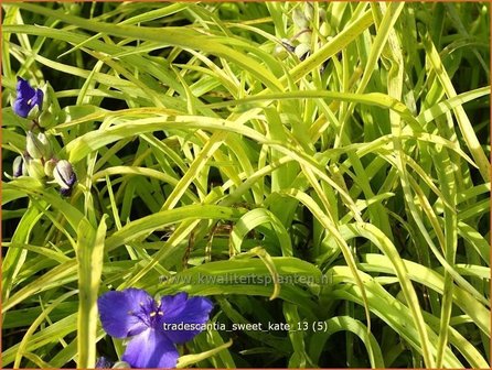 Tradescantia 'Sweet Kate' | Eendagsbloem, Vaderplant