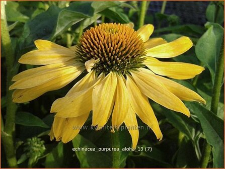 Echinacea purpurea &#039;Aloha&#039; | Rode zonnehoed, Zonnehoed | Roter Sonnenhut | Purple Coneflower