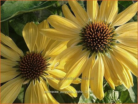 Echinacea purpurea &#039;Aloha&#039; | Rode zonnehoed, Zonnehoed | Roter Sonnenhut | Purple Coneflower
