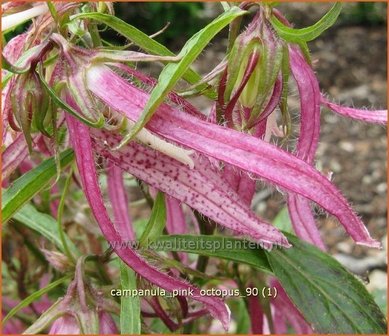 Campanula &#039;Pink Octopus&#039; | Klokjesbloem