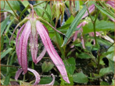 Campanula &#039;Pink Octopus&#039; | Klokjesbloem