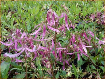 Campanula &#039;Pink Octopus&#039; | Klokjesbloem