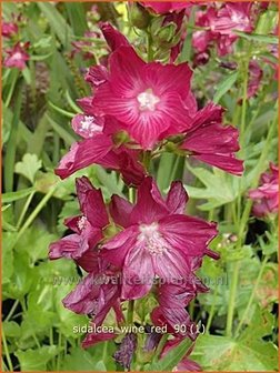 Sidalcea 'Wine Red' | Griekse malva, Prairiemalva