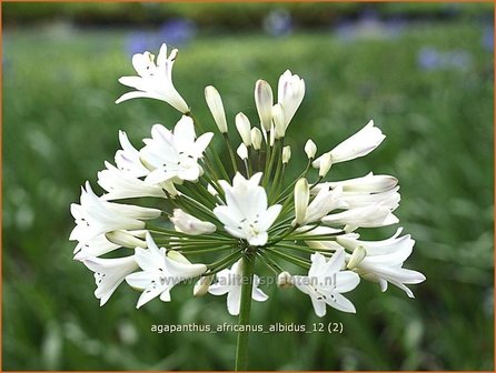 Agapanthus africanus &#039;Albidus&#039; | Kaapse lelie, Afrikaanse lelie, Liefdesbloem