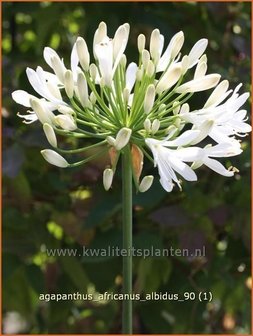 Agapanthus africanus &#039;Albidus&#039; | Kaapse lelie, Afrikaanse lelie, Liefdesbloem