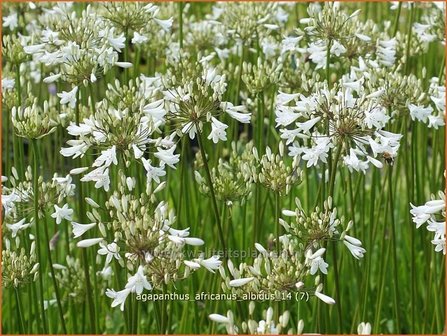 Agapanthus africanus &#039;Albidus&#039; | Kaapse lelie, Afrikaanse lelie, Liefdesbloem