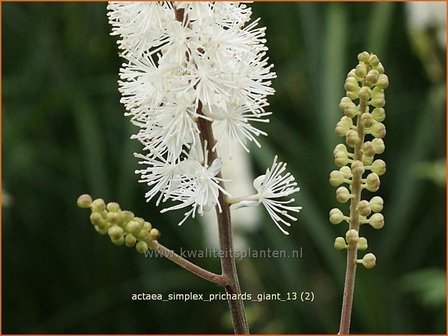 Actaea simplex &#039;Prichard&#039;s Giant&#039; | Zilverkaars, Christoffelkruid