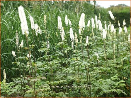 Actaea simplex &#039;Prichard&#039;s Giant&#039; | Zilverkaars, Christoffelkruid