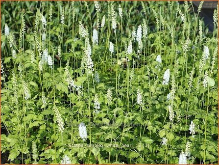 Actaea simplex &#039;Prichard&#039;s Giant&#039; | Zilverkaars, Christoffelkruid