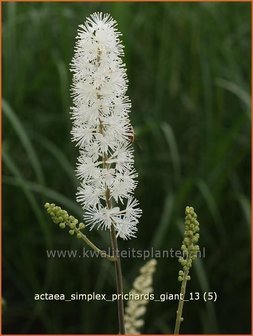 Actaea simplex &#039;Prichard&#039;s Giant&#039; | Zilverkaars, Christoffelkruid