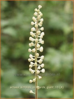 Actaea simplex &#039;Prichard&#039;s Giant&#039; | Zilverkaars, Christoffelkruid