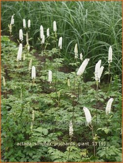 Actaea simplex &#039;Prichard&#039;s Giant&#039; | Zilverkaars, Christoffelkruid