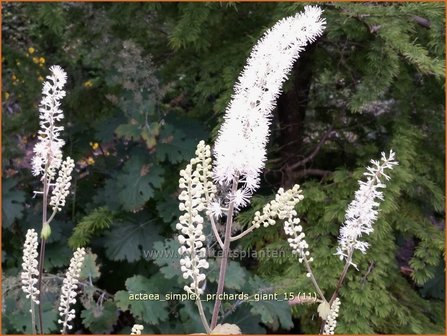 Actaea simplex &#039;Prichard&#039;s Giant&#039; | Zilverkaars, Oktoberkaars, Christoffelkruid