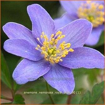 Anemone nemorosa 'Royal Blue' | Bosanemoon