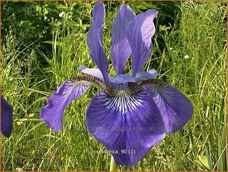 Iris sibirica | Siberische iris, Lis