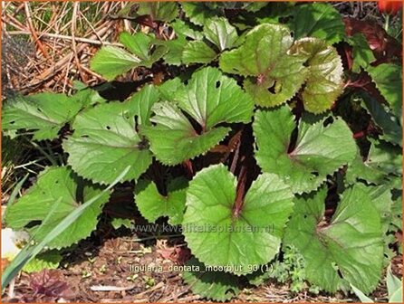 Ligularia dentata &amp;#39;Moorblut&amp;#39; | Kruiskruid | Stern-Goldkolben