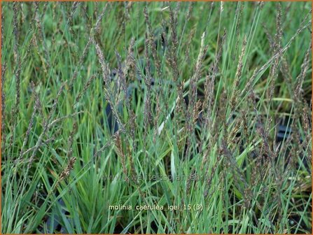 Molinia caerulea &#039;Igel&#039; | Pijpenstrootje