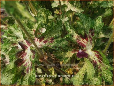 Geranium phaeum 'Springtime' | Donkere ooievaarsbek
