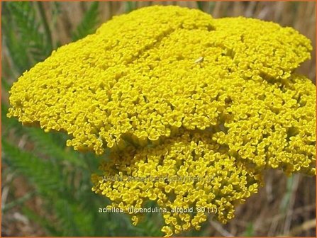 Achillea filipendulina &#039;Altgold&#039; | Duizendblad | Hohe Goldgarbe | Fern-Leaf Yarrow