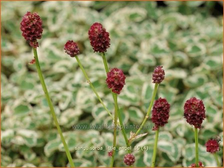 Sanguisorba &#039;Little Angel&#039; | Pimpernel, Sorbenkruid