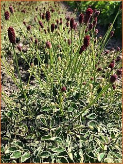 Sanguisorba &#039;Little Angel&#039; | Pimpernel, Sorbenkruid