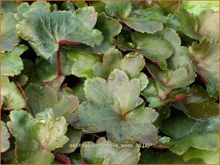 Saxifraga cortusifolia 'Wada' | Herfststeenbreek, Steenbreek | Herbst-Steinbrech