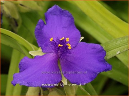 Tradescantia &#039;Lucky Charm&#039; | Eendagsbloem, Vaderplant, Matrozensla