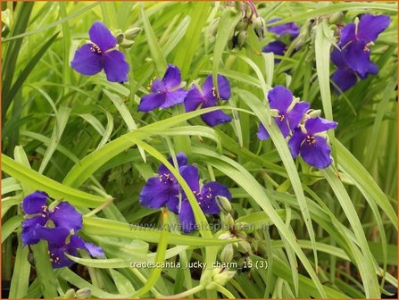 Tradescantia &#039;Lucky Charm&#039; | Eendagsbloem, Vaderplant, Matrozensla