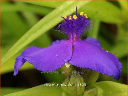 Tradescantia &#039;Lucky Charm&#039; | Eendagsbloem, Vaderplant, Matrozensla